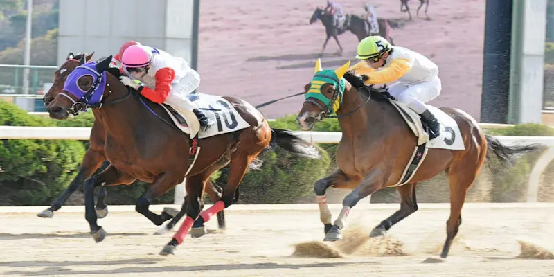 Cách tối ưu trải nghiệm kèo đua ngựa Soc88