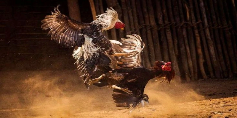 Chiến thuật chơi đá gà Thomo Campuchia Soc88 hiệu quả