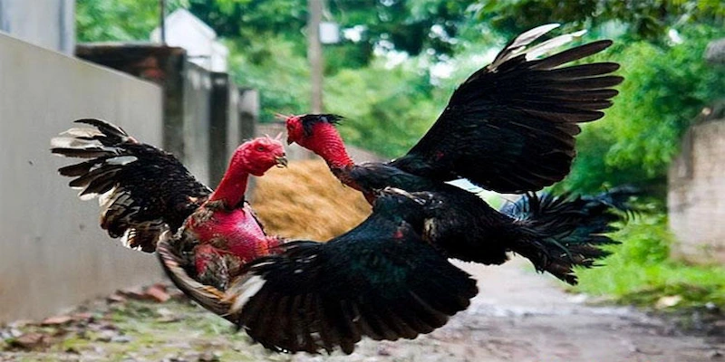 Cược theo chiến kê