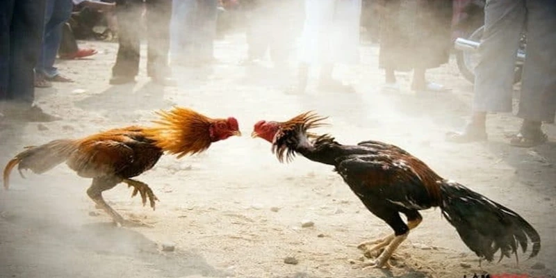 Giới thiệu tổng quan về đá gà Soc88