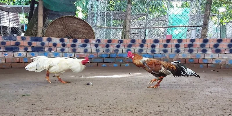 Hướng dẫn cược trong đá gà Soc88