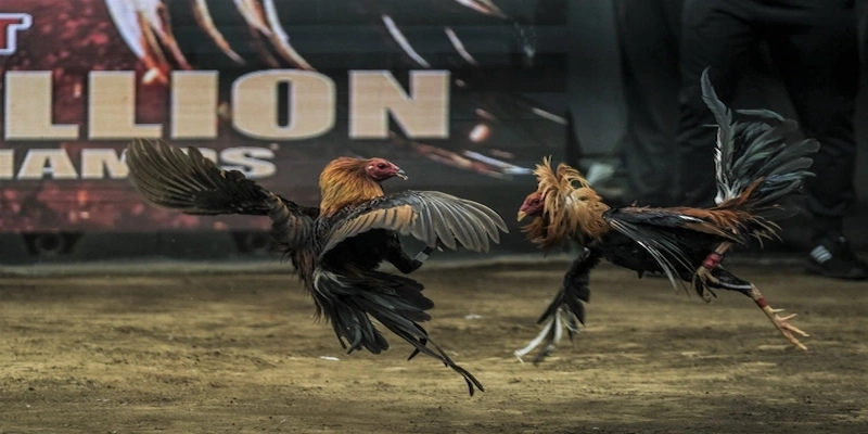 đá gà Phillipines Soc88