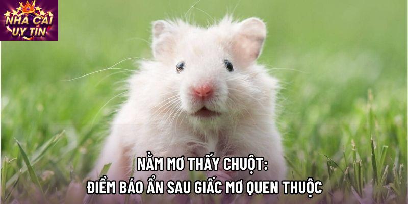 Nằm Mơ Thấy Chuột: Điềm Báo Ẩn Sau Giấc Mơ Quen Thuộc